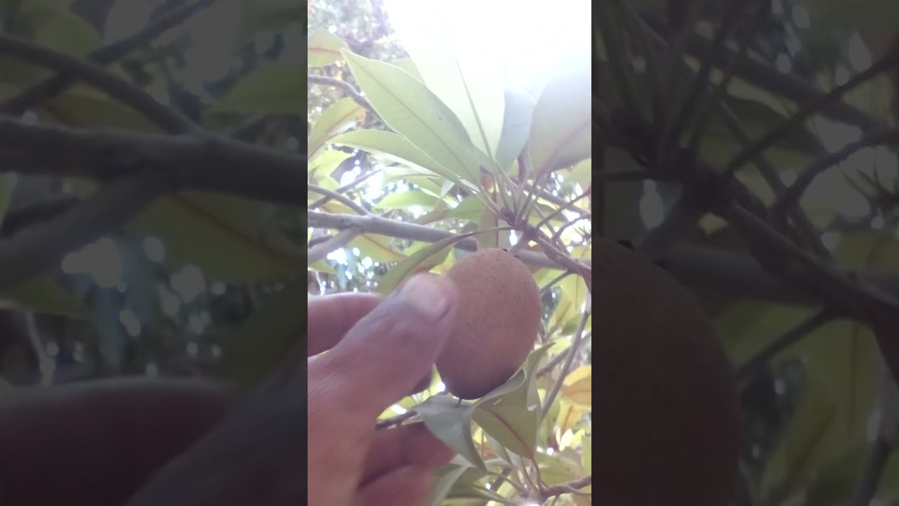 Harvesting Big Chikoo🌰Fruit .