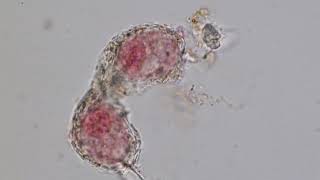 Tectofilosid | Wikipedia audio article