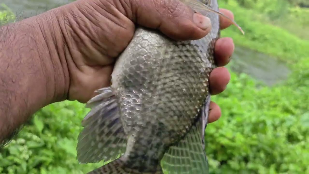 പായലുകൊണ്ട് സിലോപ്പി പിടിക്കാം🎣🐠🐟#fishingentertainment #fishing #fish ...