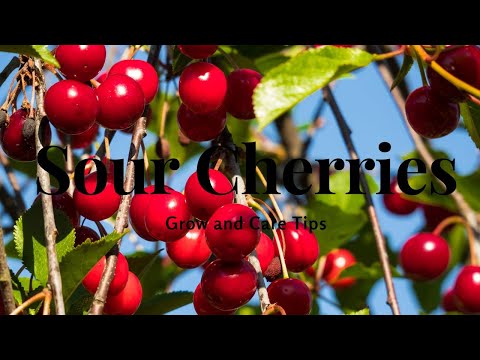 Dwarf Sour Cherries: Grow and Care Tips