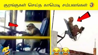 கரஙக சயயம கமட சமபவஙகள பகத -3 Monkey Funniest Moments Animals Part 3