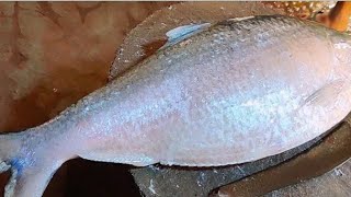 Amazing Ilisha Fish Cutting Skillsfish Cutting Skills