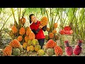 Harvesting Ripe Wild Pineapples and How to Simply Soak Pineapple Wine at Home | Farm Life Tropics 💖