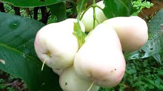 Jambu Berbuah Lebat Rasanya Manis Banget