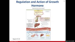 Endocrine System (Ch17) Review Part 2
