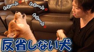 怒られたら反抗するワンコ