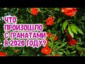 Что произошло с гранатами в 2020 году?