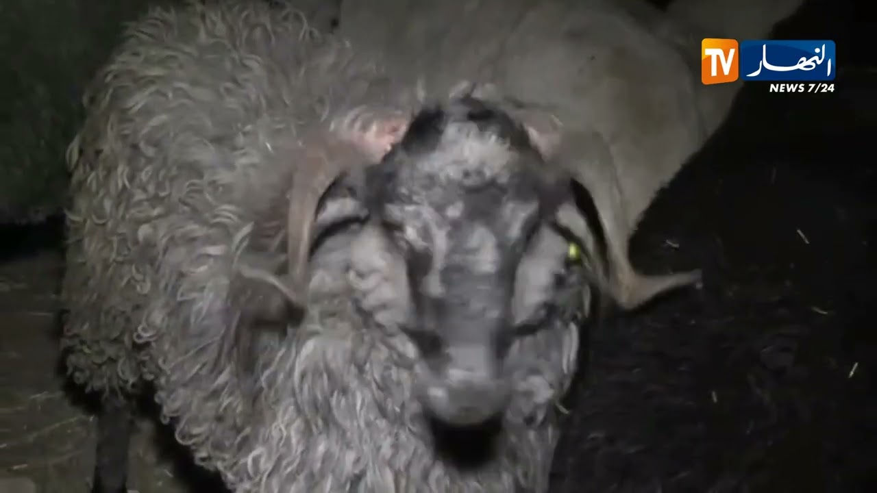 سعيدة  :وصول اول دفعة من الأضاحي المستوردة