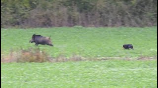 CHASSE AU GRAND GIBIER (2019-2020 Partie 1)