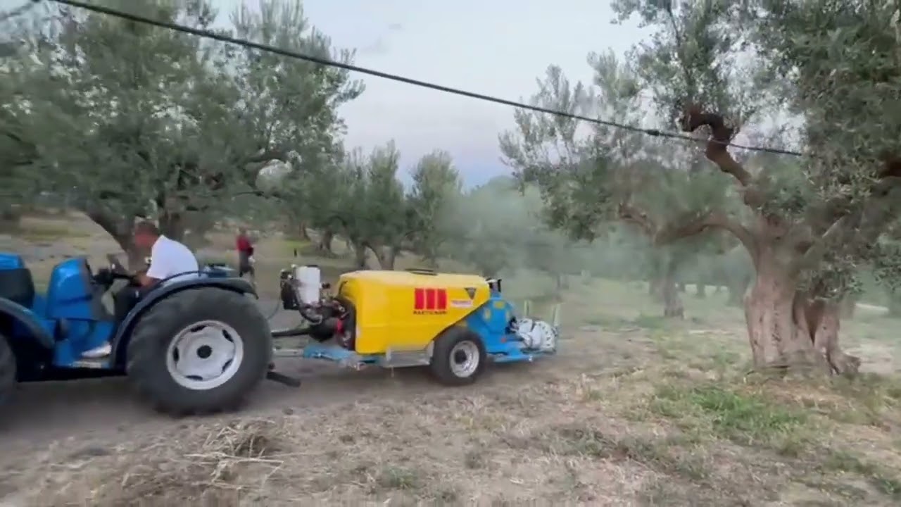 Come combattere la Mosca dell'Olivo: Trattamento Martignani