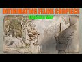 Treasure Map - Intimidating Feline Codpiece | Avowed