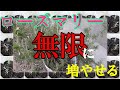【挿し木】ローズマリーは無限に増やせるらしい【家庭菜園】How to increase rosemary.