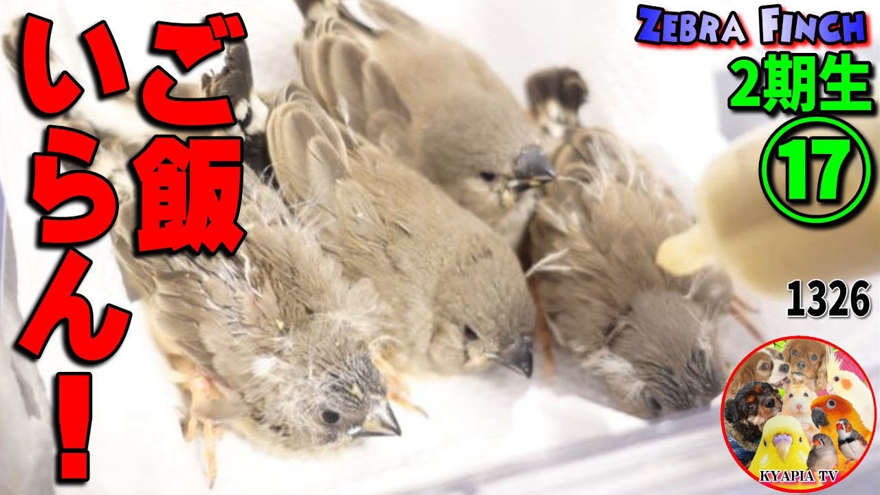 餌を食べない雛に与える方法はやっぱりアレ！【キンカチョウ・繁殖記録