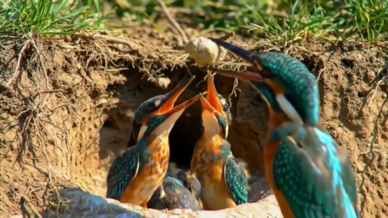 Video of cute little baby birds.wildlife bird videography Indian