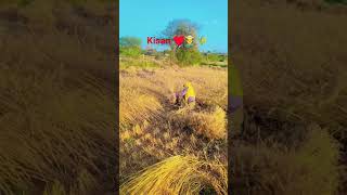 #farming  #katse #kisan   # gao🌾🌾🧑‍🌾