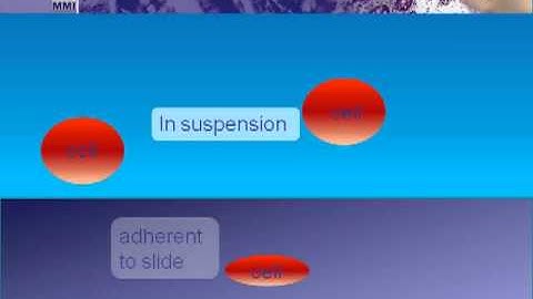 Single cell isolation: MMI CellEctor PLus