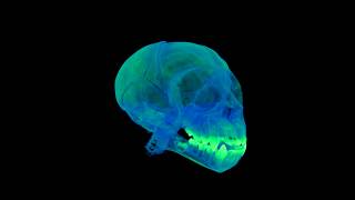 Juvenile capuchin microCT