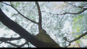 Neighborhood Nature (RED Monstro Test)