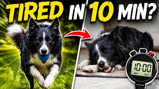 I Tried to Tire Out My Border Collie in 10 Minutes...