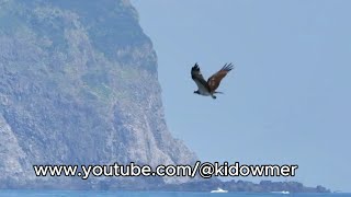 Migratory OSPREY in flight, Taiwan 鹗