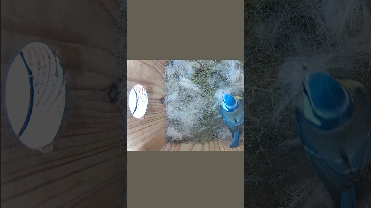 Speedy bringt viel weiches Material - Speedy takes a lot of soft material into the box(05.04.2025)