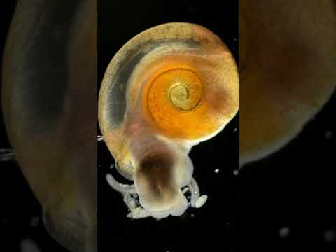 Video: Kā rīkoties ar stresu akvārija zivīs