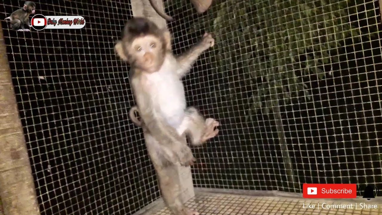 Baby Monkey Doesn't Sleep Wants To Stay Up Late