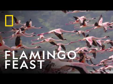 Hyena Finds A New Way To Hunt | Africa Earth's Wild Home | National Geographic UK