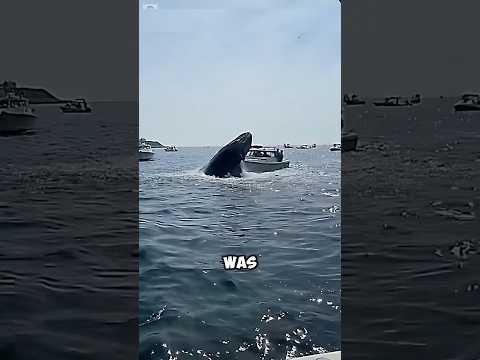 This Whale Came Back With His Whole Family 