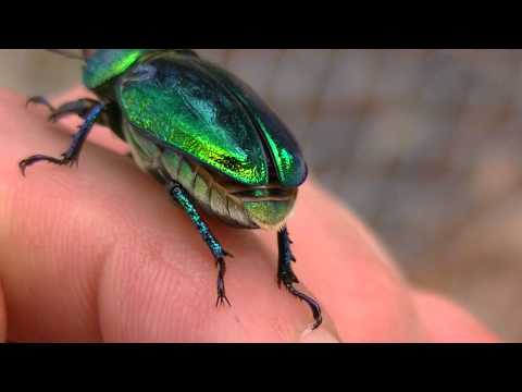 CHRISTMAS BEETLE and Other Friends