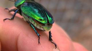 CHRISTMAS BEETLE and Other Friends