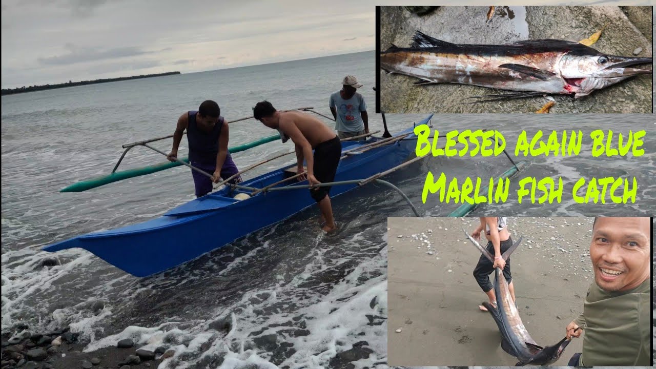 Blessed Again Blue Marlin Fish Fresh Catch The Fastest Fish In The Blessed Again Blue Marlin Fish Fresh Catch The Fastest Fish In The
