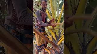 🌴 ताड़ के पेड़ से निकलता मीठा रस! #amazingfacts #technology #viral