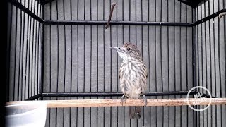 BURUNG BAYEMAN
