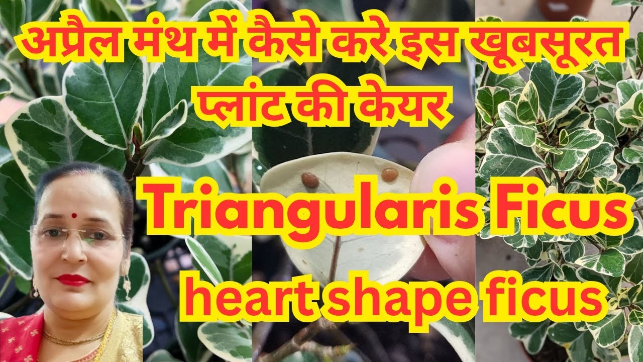 🔴अप्रैल मंथ में कैसे करें इस खूबसूरत प्लांट की केयर triangularis Ficus Heart shape ficus care tipes