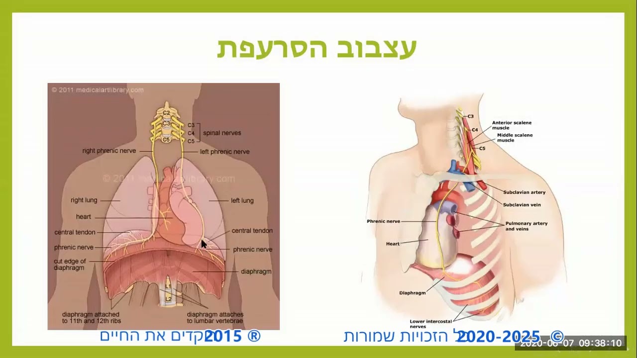 רוקדים את החיים - מבנה ותפקיד של הסרעפת - יוליה גמרמן פיזיותרפיסטית מוסמכת