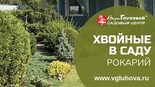 ХВОЙНЫЕ В САДУ