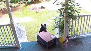 Bear Bandit Stole My Chewy Box