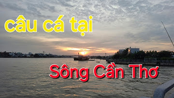 Điểm câu tự nhiên ở Cần Thơ có nhiều cá