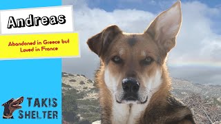 Andreas: Abandoned in Greece, Found Loved in France!  Takis Shelter