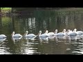 White Pelicans - A close up view