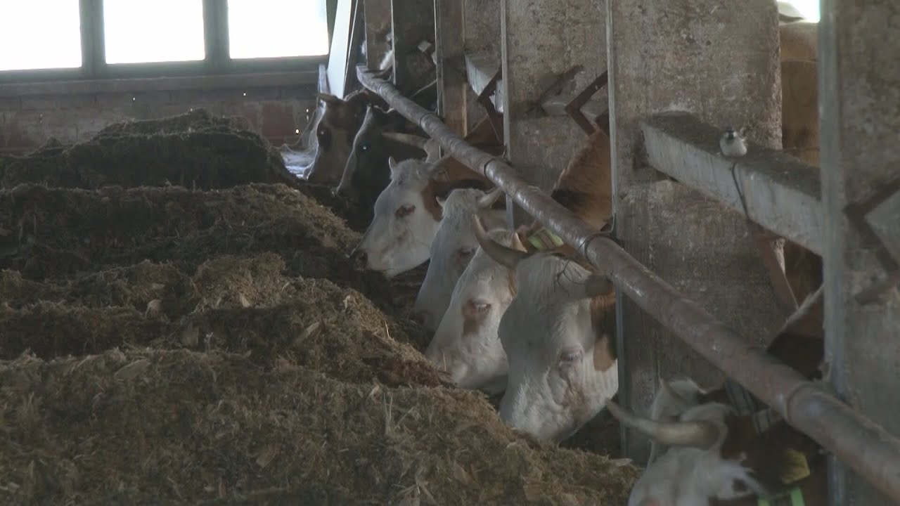 Uzgoj goveda u sistemu krava – tele u TK