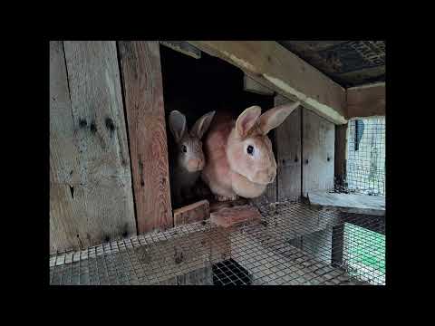 Watership Down Chapter 25 The Raid FREE AUDIOBOOK UNABRIDGED 