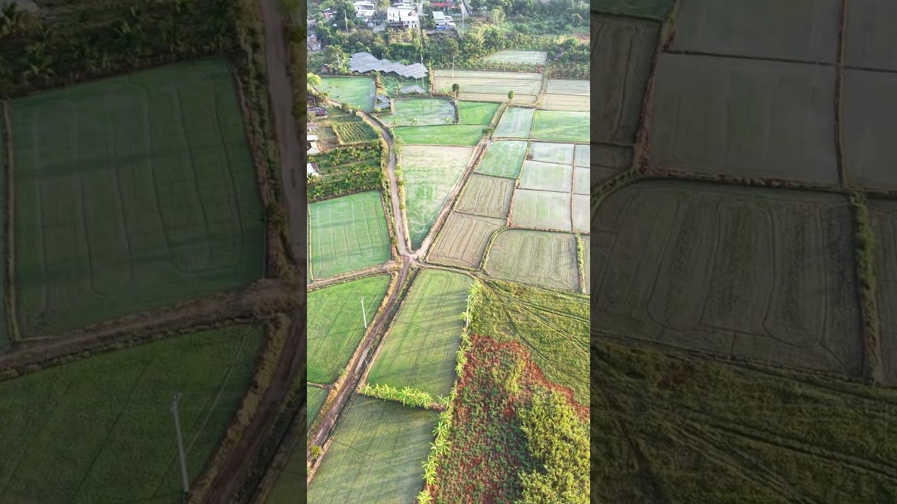 Rice fields & instrumental music