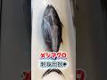 メジマグロ刺身用捌【全工程】関西ではヨコワと言われるサイズ #メジマグロ #クロマグロ若魚 #メジマグロ刺身