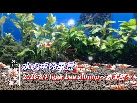2026/8/1 水の中の風景 #タイガービーシュリンプ #赤太極 #アクアリウム #aquarium #癒し #healing