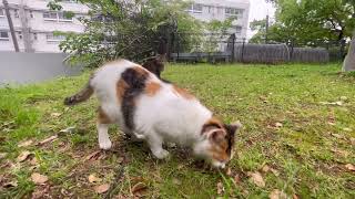 ふくちゃんと地面の匂いをかぎまくるみぃ〜ちゃん…。#cat by げんむ〜の正直しんどい。　GenTube 50 views 1 day ago 1 minute, 51 seconds