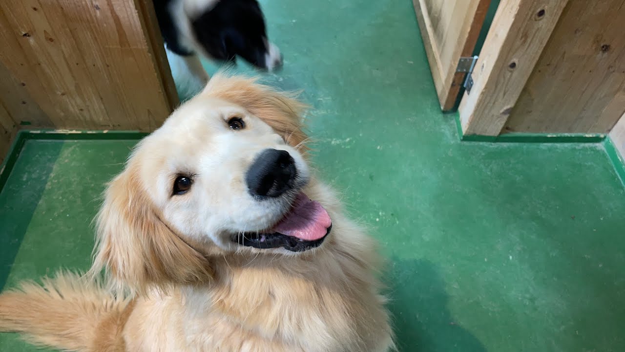 Live 動物園おさんぽ Walking In Zoo Youtube