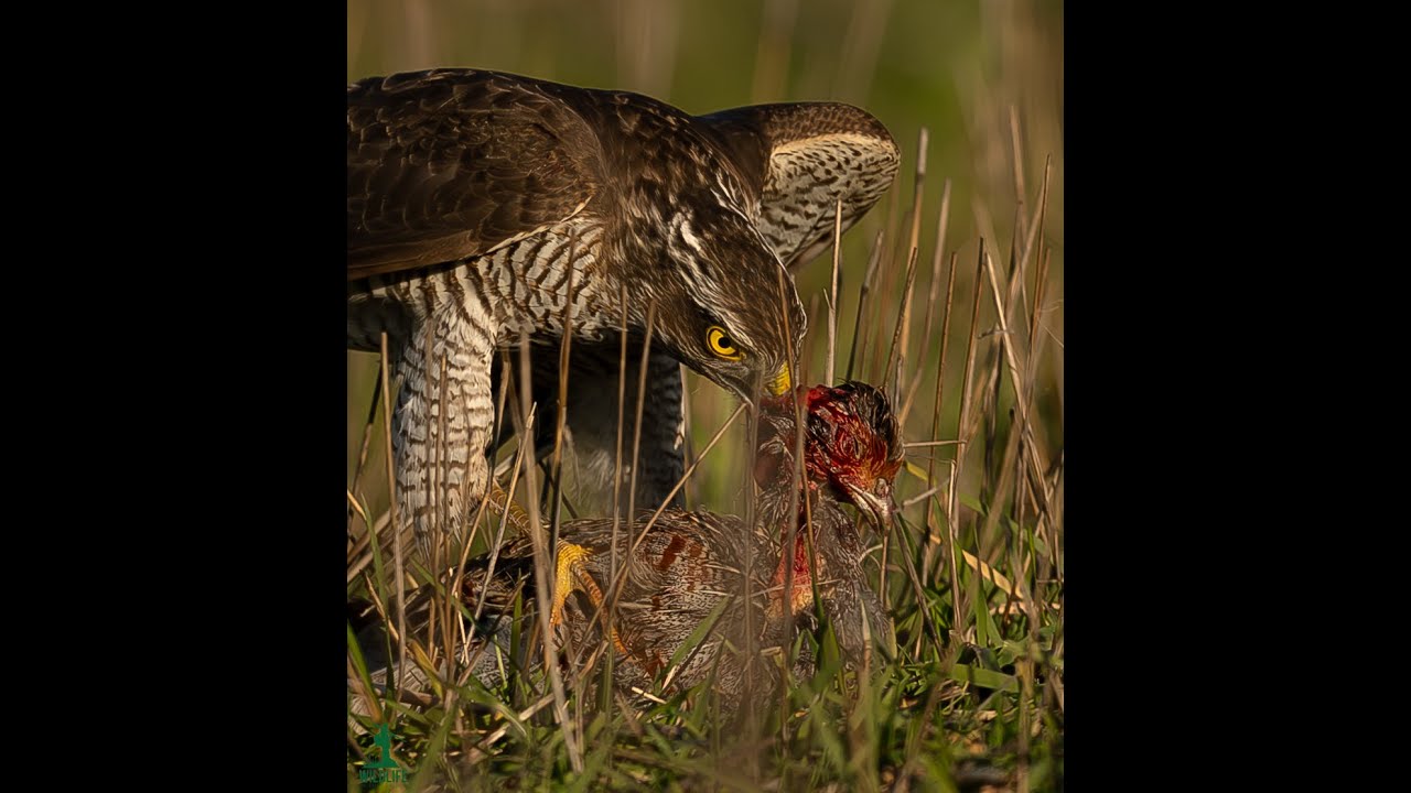 Gjeraqina e shkurtes (Accipiter nisus)