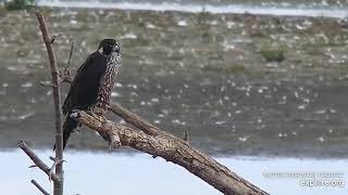 Mississippi River Flyway Young Peregrine Falcon Visit